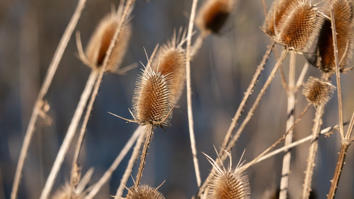 A detailed close-up of dried brown thistle plants in an autumn field in Garešnica, Croatia.